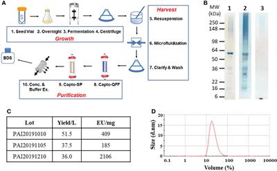 Pre-clinical development of a vaccine for human lymphatic filariasis